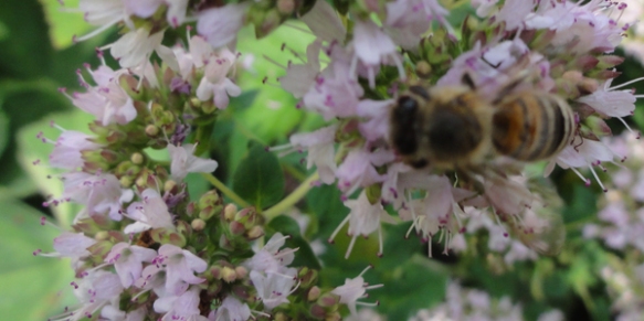Blühender Oregano - Bienenweide