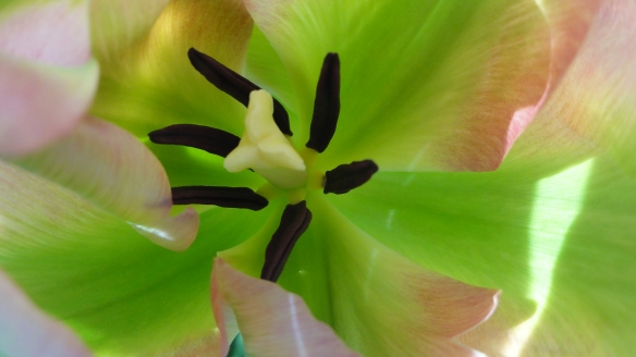 Inneres einer sog. Viridiflora-Tulpe