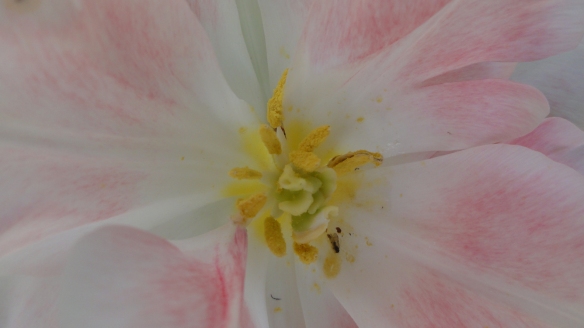 Inneres einer rosa Tulpe