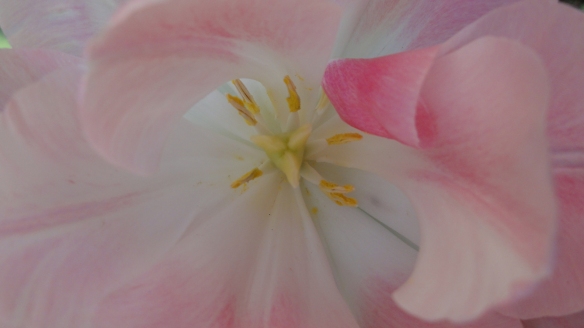 Inneres einer rosa Tulpe