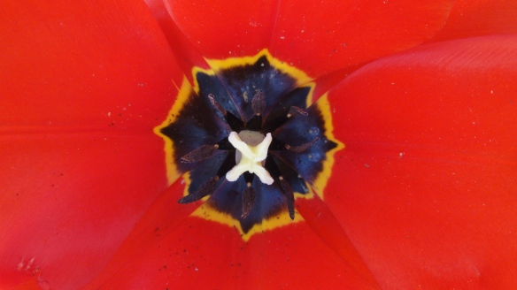 Inneres einer roten Tulpe